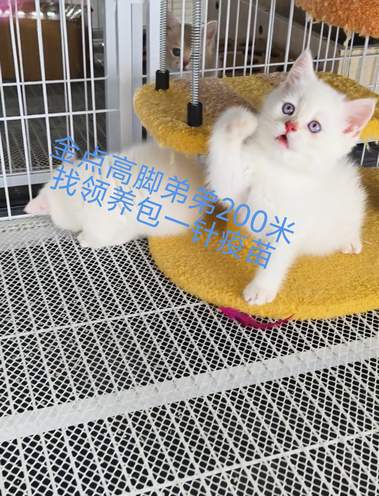黑猫拿破仑 蓝猫 蓝白矮脚紫金矮脚金点高脚矮脚 赛凯弟弟妹妹大疫苗全